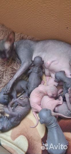 Канадский сфинкс