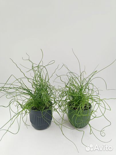 Джункус Спиральный (Juncus)