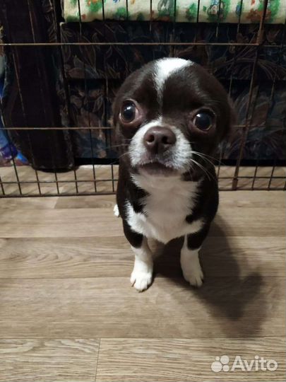 Очаровашка чихуахуа (мальчик)