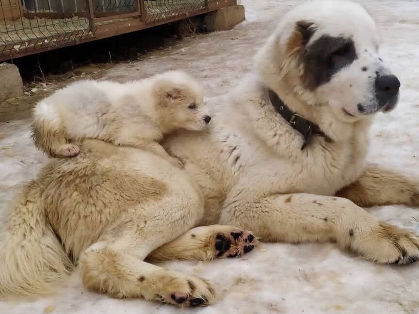 Алабай девочка взрослая