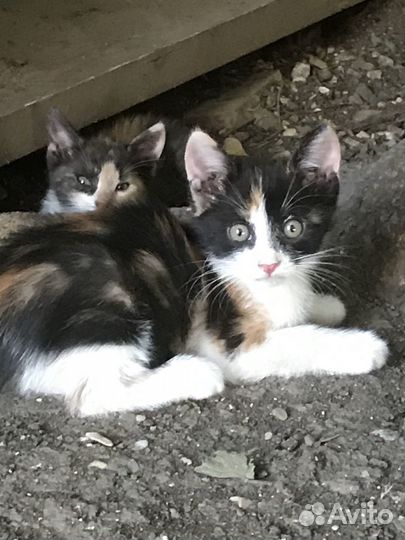 Котята ищут любящих хозяев