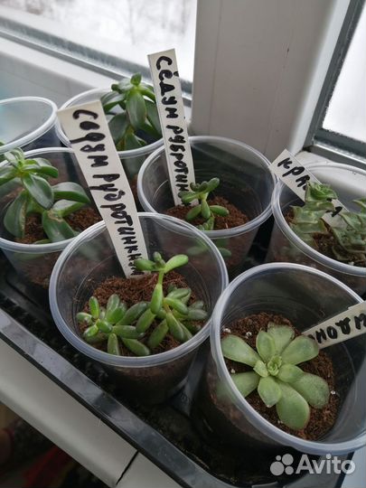 Суккуленты