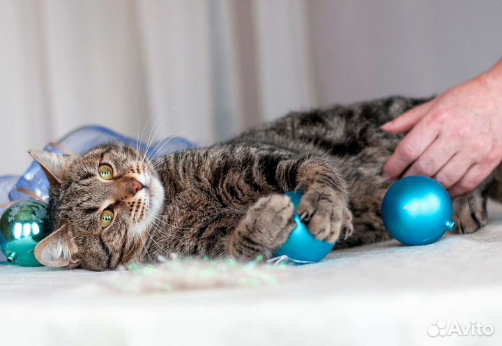 Магнус - кот с магнетическим взглядом