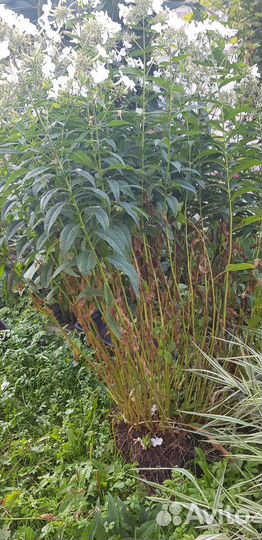 Флокс белый