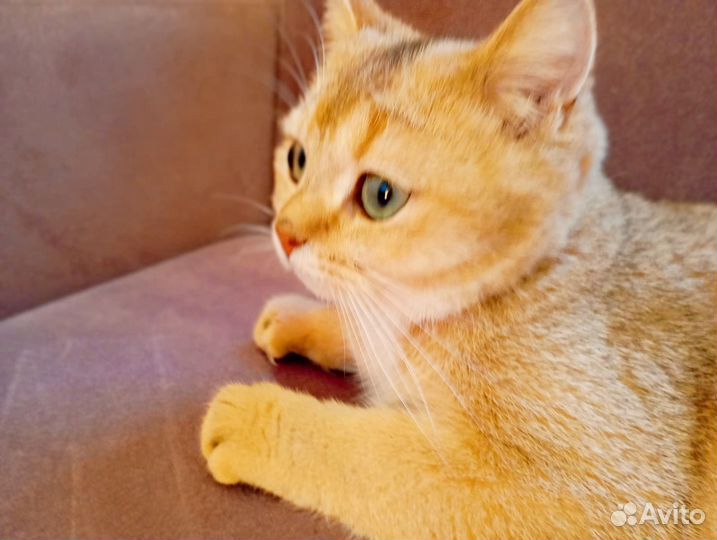 Шотландский котенок шоколадное золото