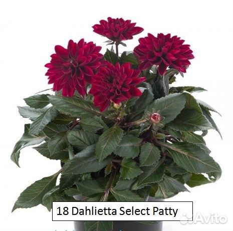 Георгины вегетативные патио