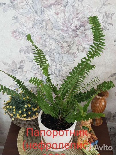 Комнатные цветы