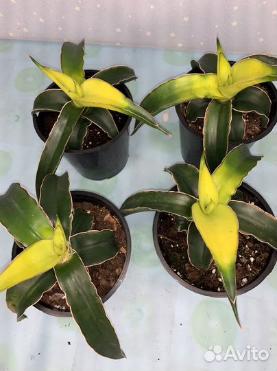 Сансиеверия Звездная Канарейка 12/20см