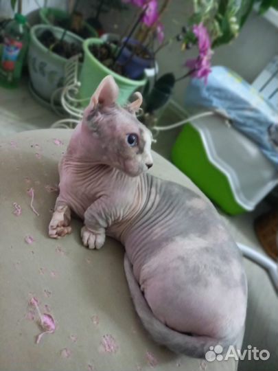 Канадский сфинкс, двэльфийка Тиффани