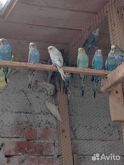 Волнистые попугаи