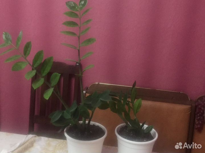 Комнатные растения