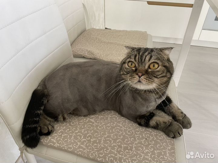 Стрижка собак