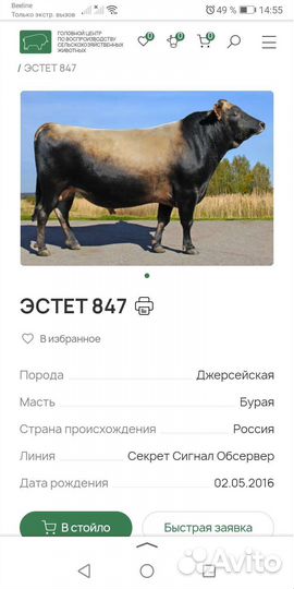 Тёлочка джерсейская 100