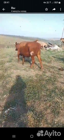 Коров яловые