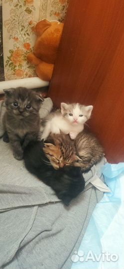 Котята в добрые руки