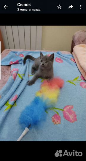 Британские котята
