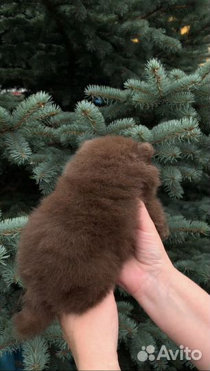 Щенки шпица