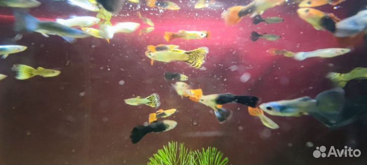 Гуппи самцы сортовые