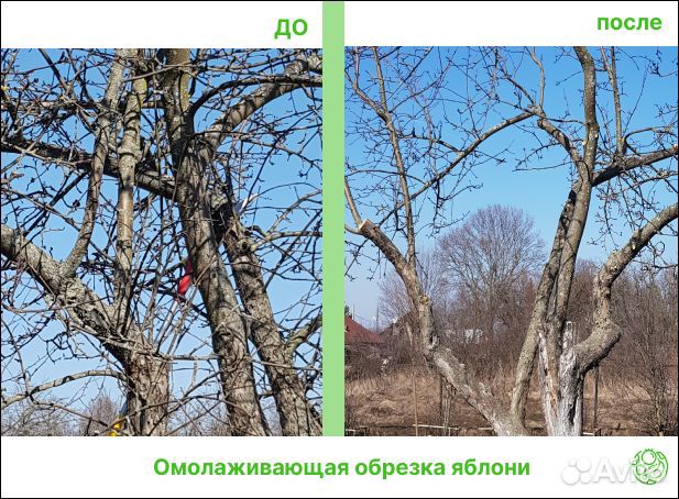 Обрезка плодовых деревьев