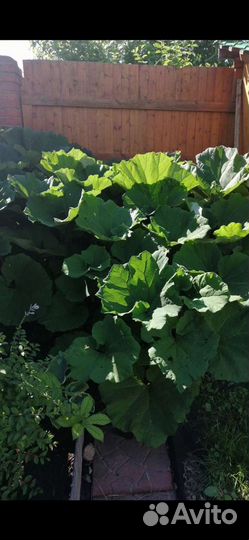 Многолетники, роджерсия, бузульники