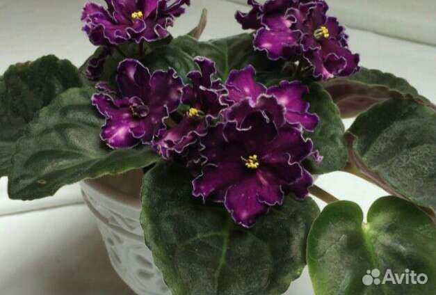 Фиалка Танец Галактик