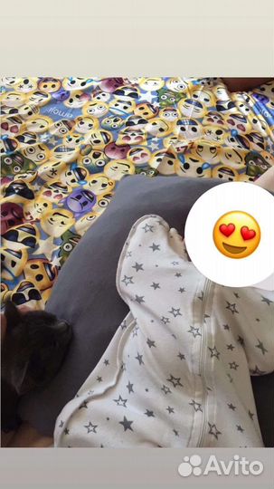 Кошка в дар бесплатно