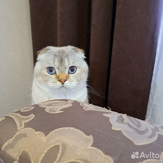 Шотландский Кот фолд вязка