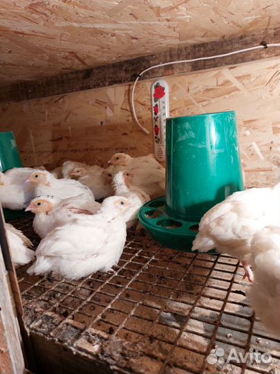 Перепела. Яйца перепелиные домашние