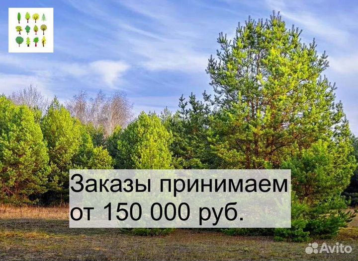 Сосна