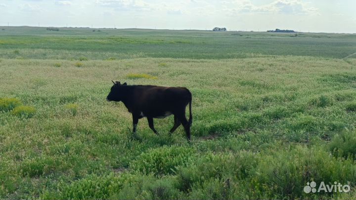 Корова и телята