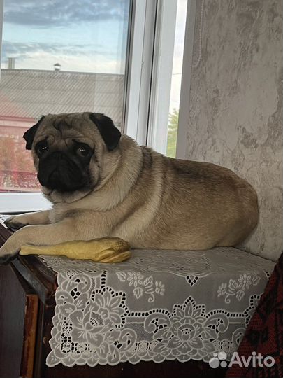 Мопс вязка мальчик