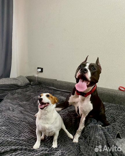 Кинолог. Дрессировка собак (прогулка, послушание)