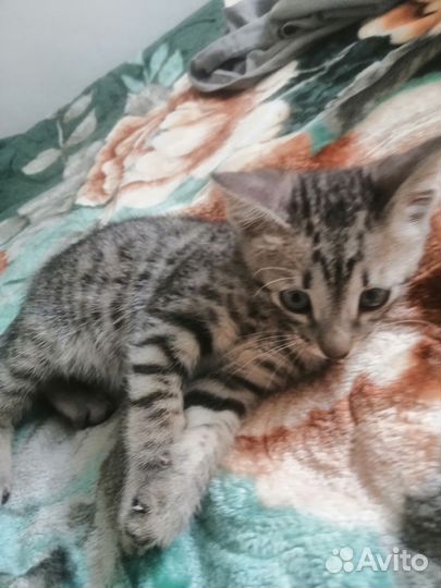 Котенок