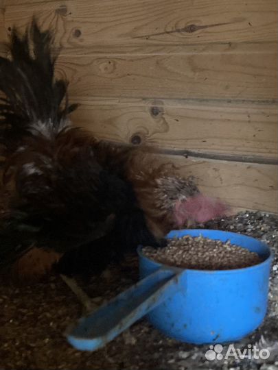 Кохинхин, малазийская серама