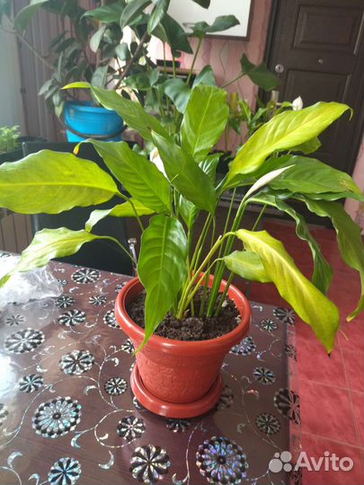 Спатифиллум