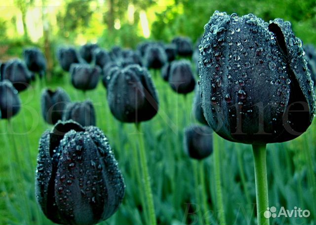 Луковицы чёрных тюльпанов