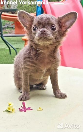 Мини кукольная принцесса лиловая девочка чихуахуа