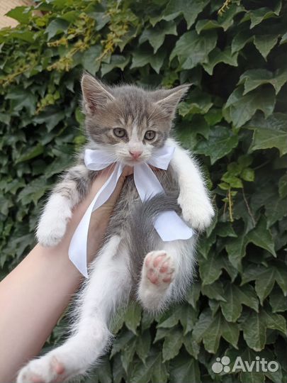 Милые пушистики, отдаем