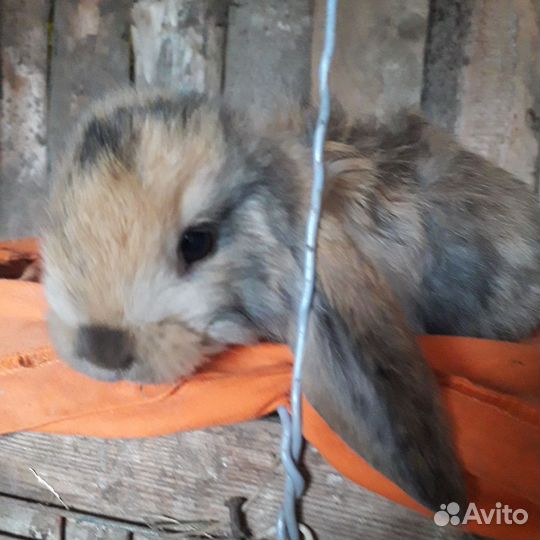 Крольчата французкий баран