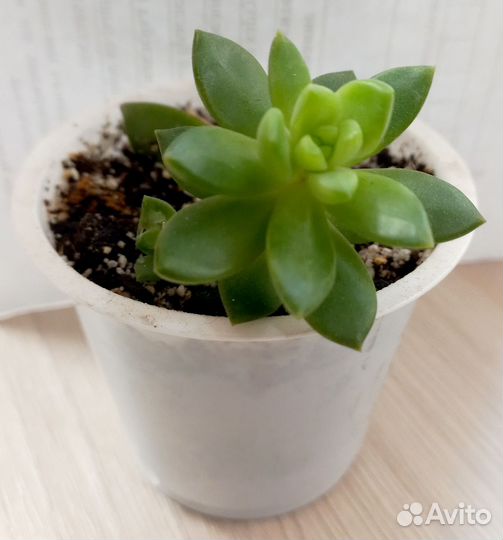 Суккуленты