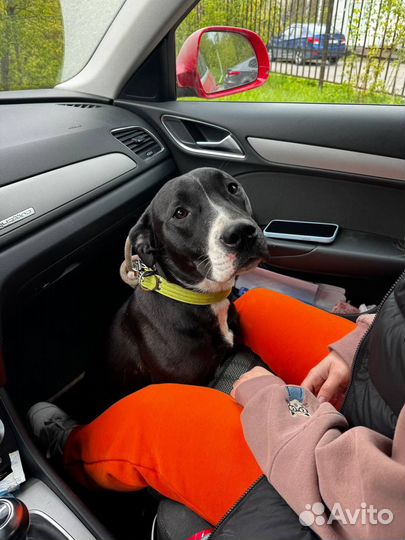 Щенок девочка в добрые руки