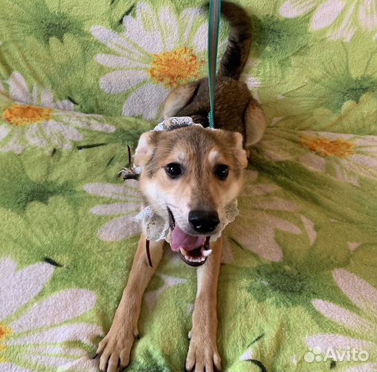 Белочка Лорна