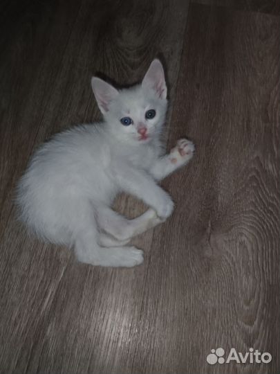 Тайские котята