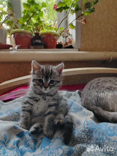 Кошка в дар бесплатно