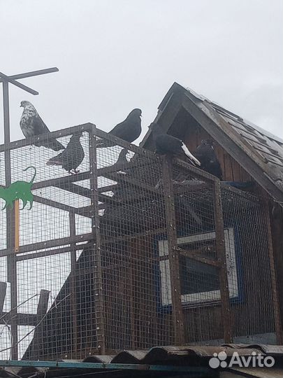 Продажа николаевских голубей