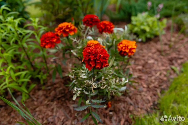 Кора мульча