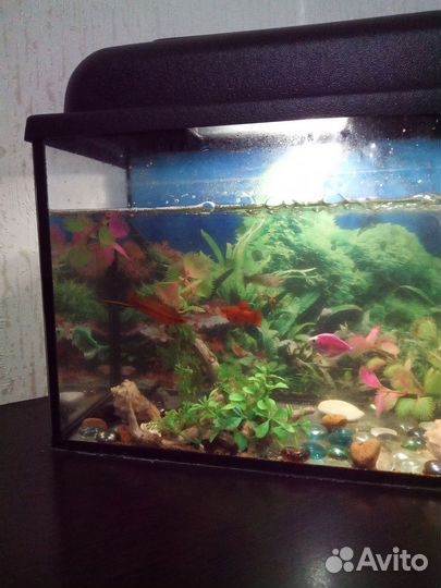 Аквариум