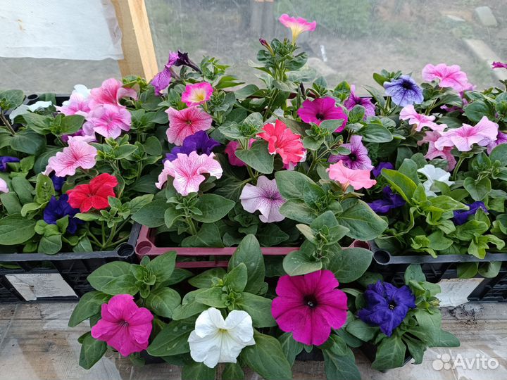 Петуния кустовая, ампельная, тайдал, опера