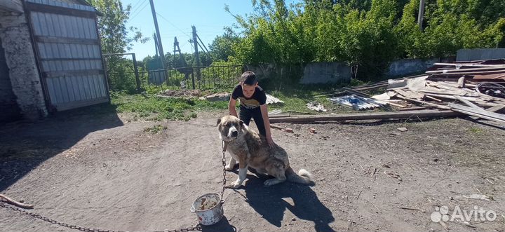 Кабель на случку