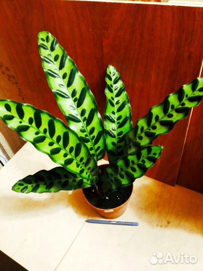 Калатея Ланцефолия, Нетворк, Маранта Триколор